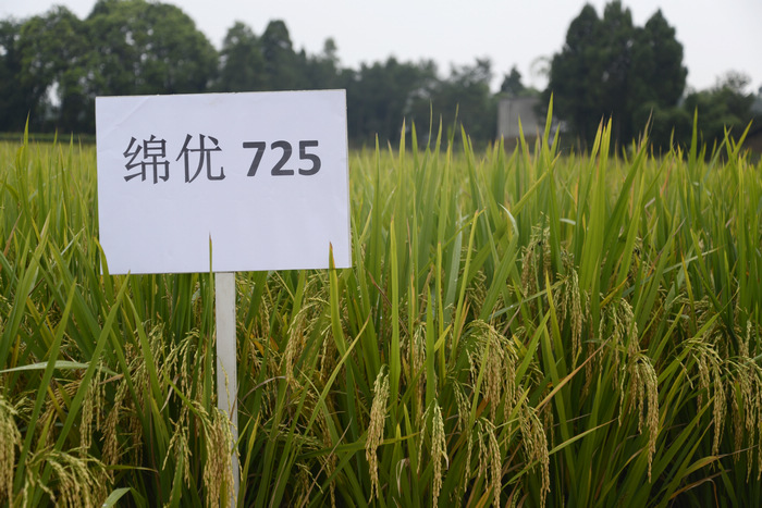 优质水稻杂交新品种――绵优725
