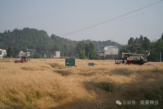 四川国豪种业携手绵阳市农科院打造油菜高产标杆 —“绵油51”再创绵阳亩产新纪录1.jpg